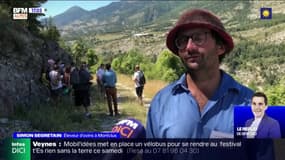 Hautes-Alpes: les attaques sur les troupeaux se multiplient