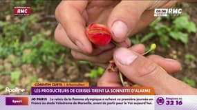 L'inquiétude des producteurs de cerises dans le sud de la France