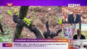 Le millésime de 2025 devrait ravir vignerons et amateurs