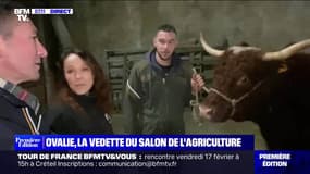 Ovalie, la vedette du Salon de l'Agriculture - 14/02