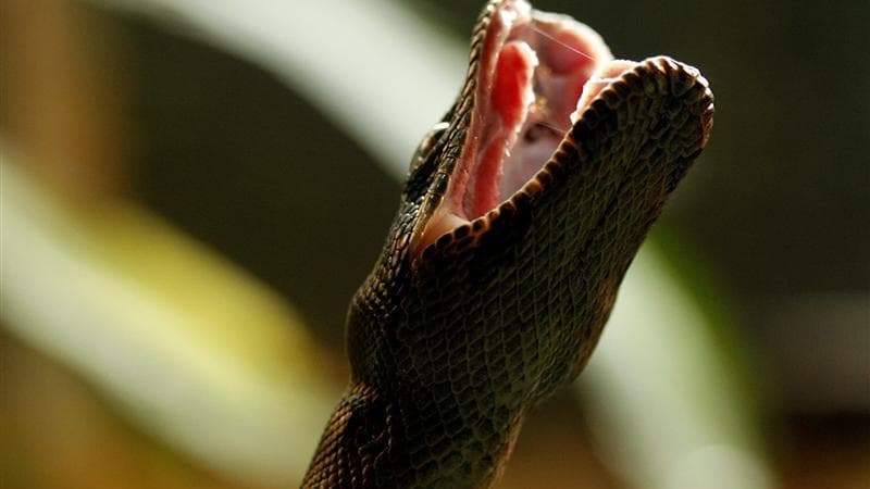 Le promeneur autrichien, qui avait assuré avoir capturé un boa constrictor de 2,3 mètres sur les bords du fleuve à Salzbourg, a reconnu qu'il avait inventé cette histoire pour se débarrasser de son reptile. /Photo d'archives/REUTERS/Juan Carlos Ulate