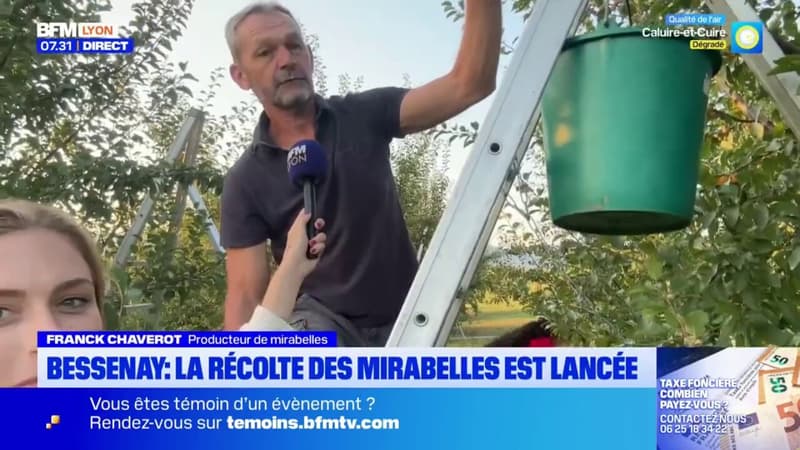 Bessenay: la récolte des mirabelles est lancée (1/1)