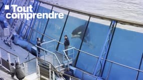 Un orque à Marineland en janvier 2025