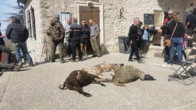 Ce samedi matin une trentaine d'éleveurs et d'élus se sont rassemblés devant la mairie de Montjustin avec le cadavre du loup pour alerter la population sur leur situation et montrer leur détresse. 