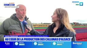 “C’est une plante qui dure tout l’automne et l’hiver” : la saison des callunas d’Alsace est lancée 