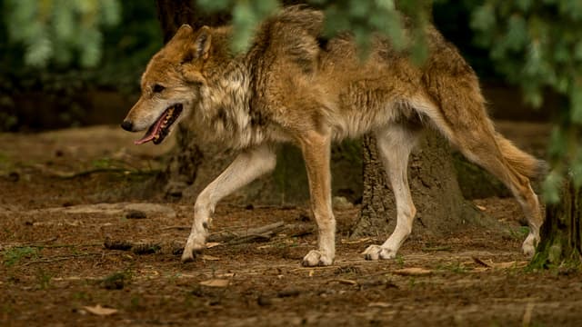 Le loup est-il dans l'Essonne? (illustration)
