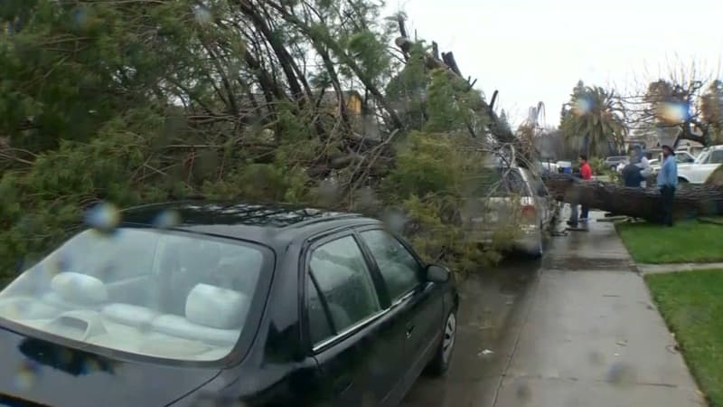 La tempête a fait un mort, écrasé par un arbre. (Photo d'illustration)