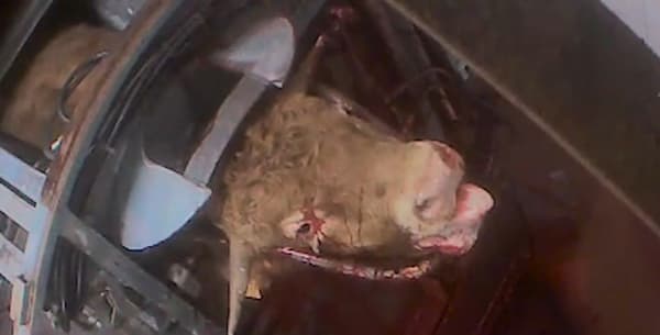 L'association L214 a publié mercredi 29 juin de nouvelles vidéos filmées dans deux abattoirs du sud de la France et montrant plusieurs animaux subissant des sévices. L'association L214 a publié mercredi 29 juin de nouvelles vidéos filmées dans deux abattoirs du sud de la France et montrant plusieurs animaux subissant des sévices.