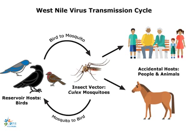 Schéma de contamination du virus du Nil occidental.