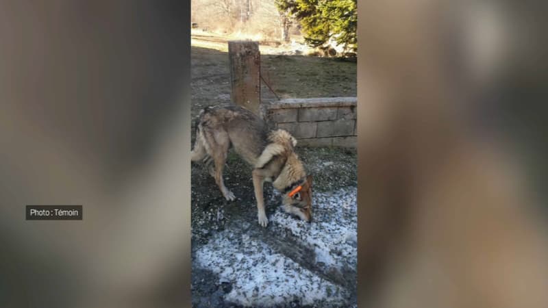 Un chien photographié à Manteyer, où un élevage suscite de vives tensions.