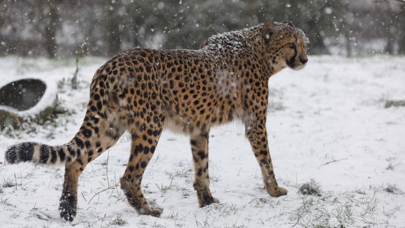 Un guépard sous la neige au parc Pairi Daiza, en Belgique, le 17 janvier 2024