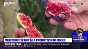 Villeneuve se met à la production de figues 