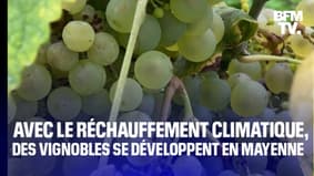  TANGUY DE BFM - Avec le réchauffement climatique, des agriculteurs cultivent des vignes… en Mayenne 