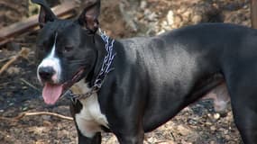 Un American Staffordshire Terrier (Illustration)