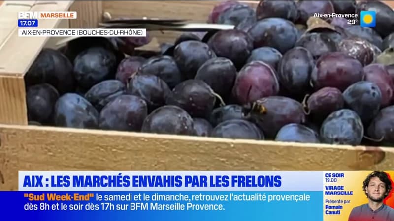 Aix-en-Provence: les marchés envahis par les frelons asiatiques