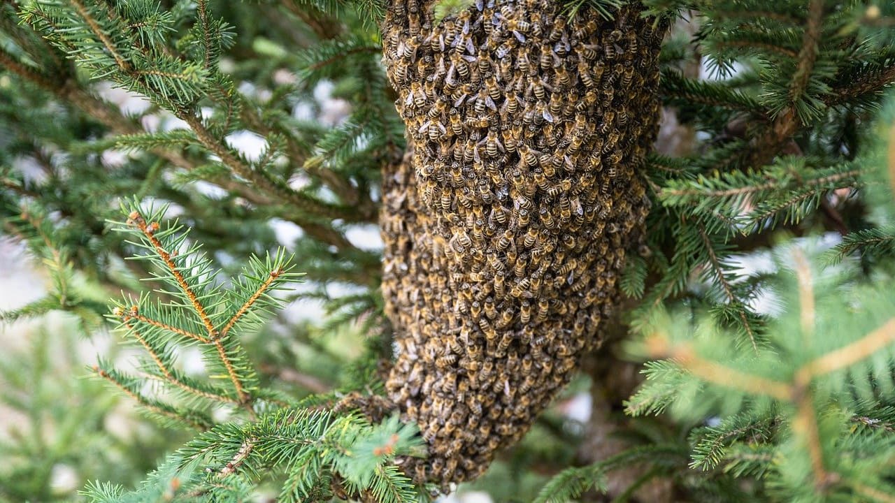 Arrivée des abeilles naines en Europe cette espèce qui inquiète les apiculteurs