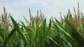 La France veut une réflexion européen sur les OGM après les critiques de l'étude Séralini.