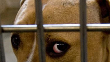 La SPA a accueilli 4.006 animaux abandonnés entre le 1er juin et le 15 août 2016, contre 3.218 durant la même période l'été dernier