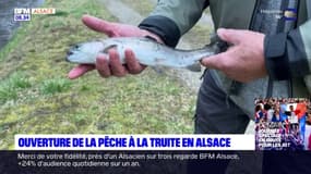 Alsace : ouverture de la saison de la pêche à la truite