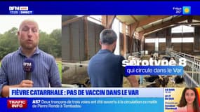 Var: la fièvre catarrhale gagne du terrain, des éleveurs demandent la distribution du vaccin