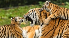 Des tigres en train de jouer (photo d'illustration)