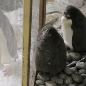 Deux bébés manchots Adélie sont nés dans un zoo au Mexique