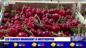 Bas-Rhin: les cerises manquent à Westhoffen