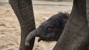 La bébé éléphant né ce samedi dans le zoo Pairi Daiza