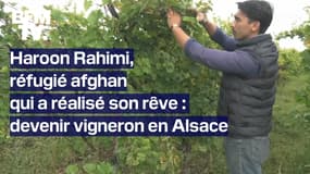 "J'avais cette passion un peu endormie depuis l'Afghanistan": réfugié, il est devenu vigneron en Alsace