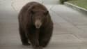 Les images surprenantes d'un ours se baladant tranquillement dans les rues en Californie