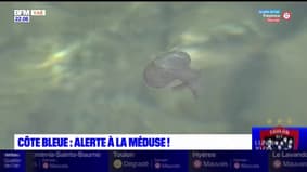 Var: de nombreuses méduses de retour sur les plages