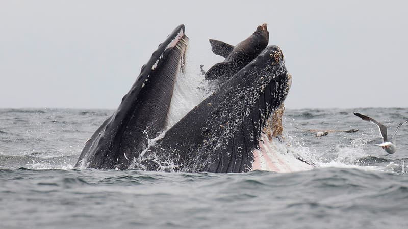 La photo de la baleine et du lion de mer