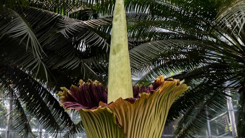 Nancy: éclosion rare de la plus grande fleur du monde, qui dégage une ...