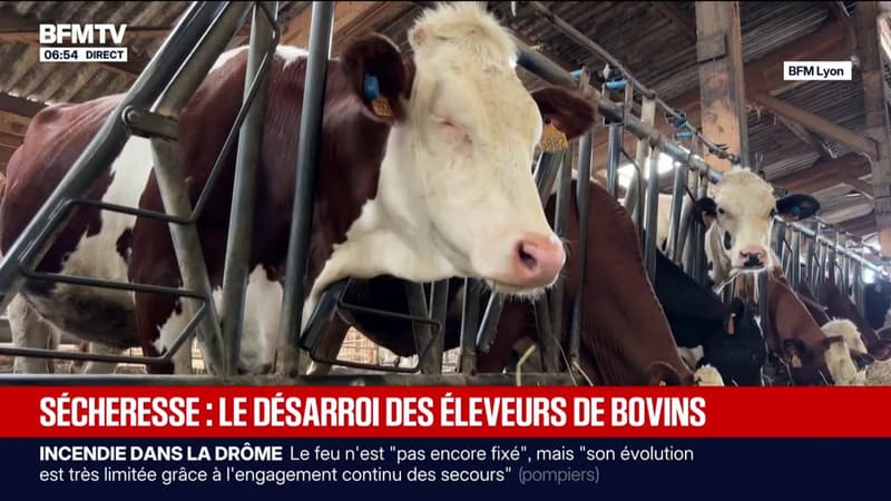 Comment la sécheresse complique l'alimentation des bovins