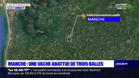 Manche: une vache abattue de trois balles