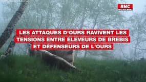 Tensions entre les éleveurs de brebis et les défenseurs de l'ours