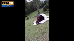 Un cheval filmé alors qu'il prépare son lit comme un humain