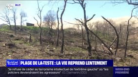 La Teste-de-Buch: la vie reprend lentement après les incendies de l'été dernier