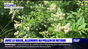 Hauts-de-France: avec le soleil, les allergies au pollen de retour