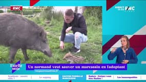 RMC s’engage pour vous : Un Normand veut sauver un marcassin en l'adoptant - 01/06