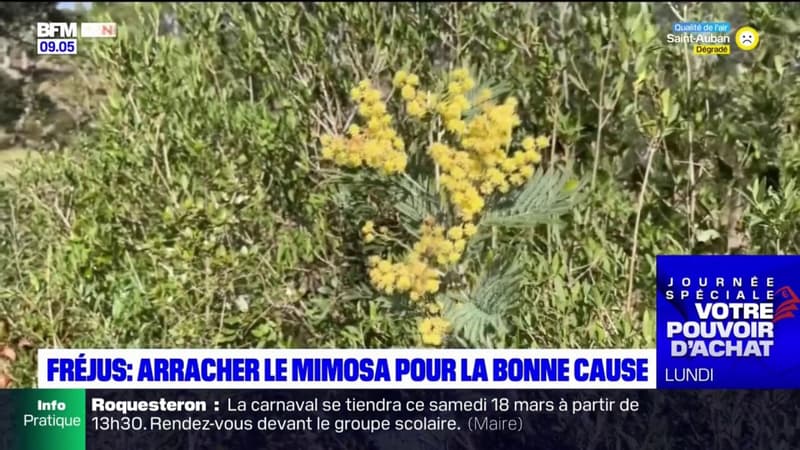 Fréjus: des opérations d'arrachage du mimosa organisées face au risque d'incendies