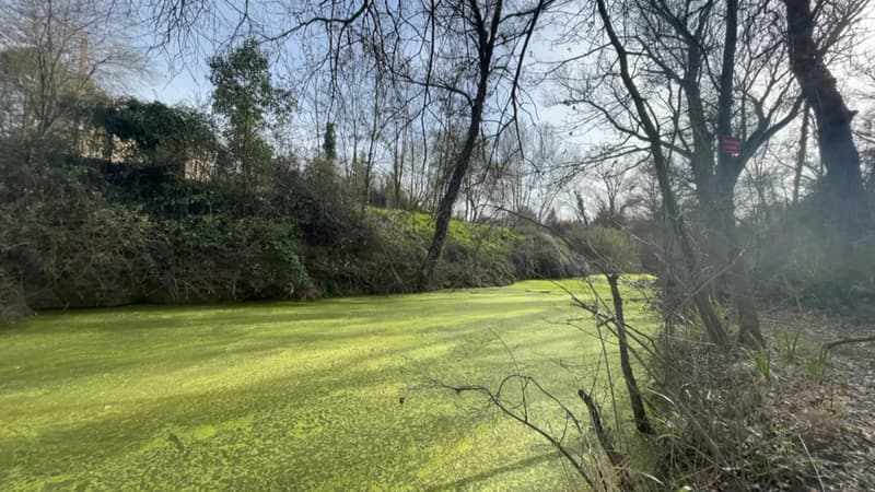 Un phénomène inquiétant: à Trets, une algue verte recouvre la rivière de l'Arc