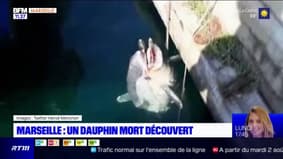 Marseille: un dauphin mort découvert sur la plage des Goudes