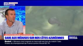 Côte d'Azur: une carte en ligne pour repérer la position des méduses