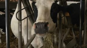 Vache d'une production laitière en Seine-Maritime