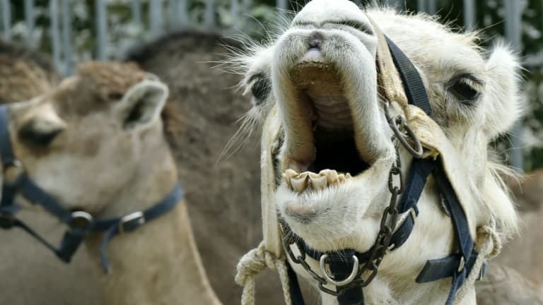 La Fédération française pour le développement des camélidés en France et en Europe avait prévu de faire défiler une cinquantaine de dromadaires, chameaux, lamas et alpagas samedi entre le quai de Seine devant la tour Eiffel. (Illustration).
