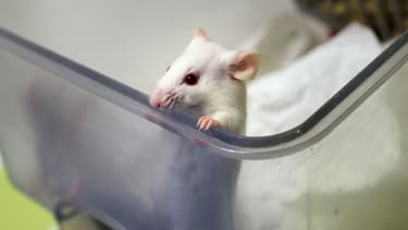 Une souris au Centre de recherche en neurosciences de Lyon, le 23 janvier 2014.
