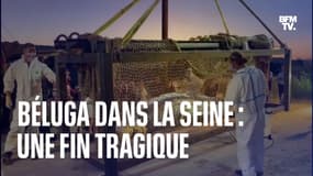 Béluga dans la Seine: une fin tragique