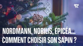 Comment bien choisir son sapin de Noël naturel?