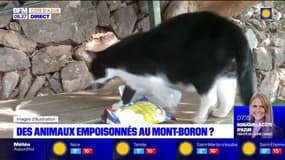 Nice: des animaux empoisonnés au Mont-Boron ?